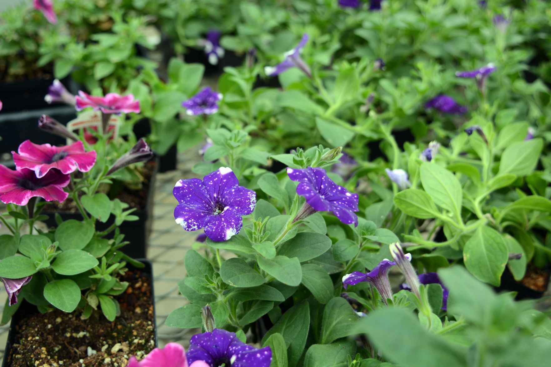 Baraboo High School students prepare for annual plant sale